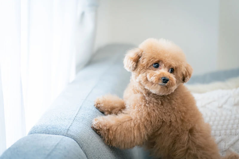 ソファーの上のトイプードル